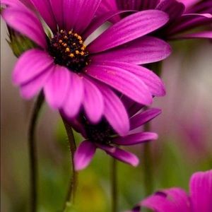 Meet your Posher, Janeth